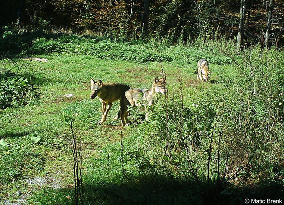 Volčji trop Menišija