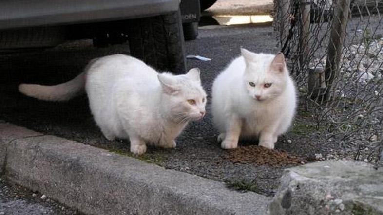 Če opazite ob cesti ležečo mačko, preverite, ali ji je morda še mogoče pomagati,