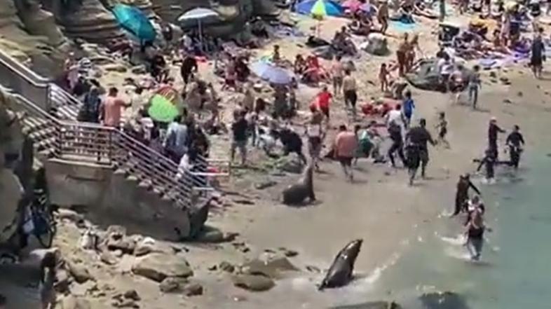 morski levi plaža San Diego