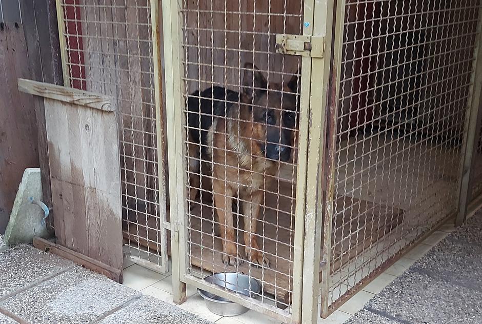 Škofja Loka, neurje, odpravljanje posledic | Avtor: M. Ha.