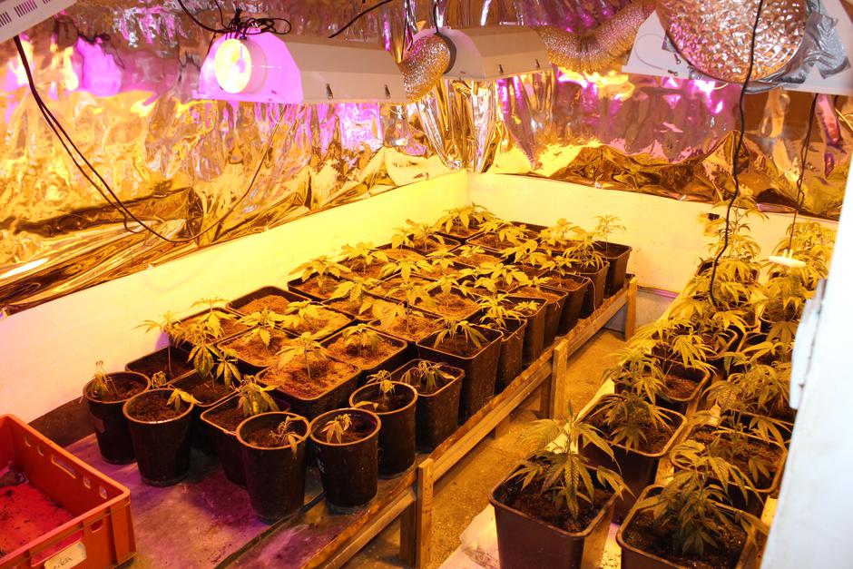 Zasežena konoplja | Avtor: PU Murska Sobota 