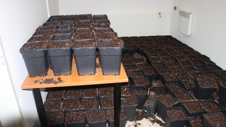 prostor za gojenje konoplje hišna preiskava