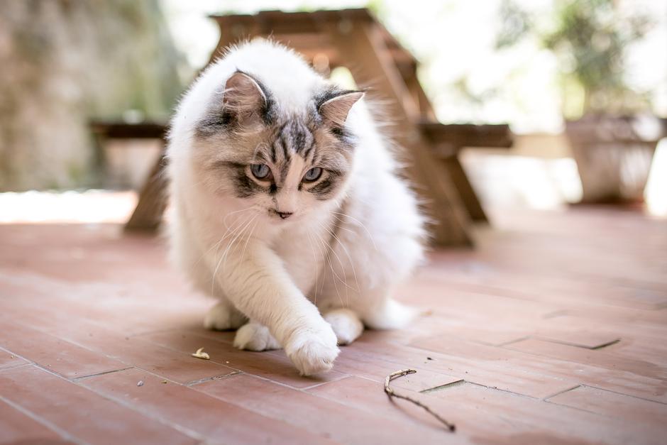 maček | Avtor: Saša Despot