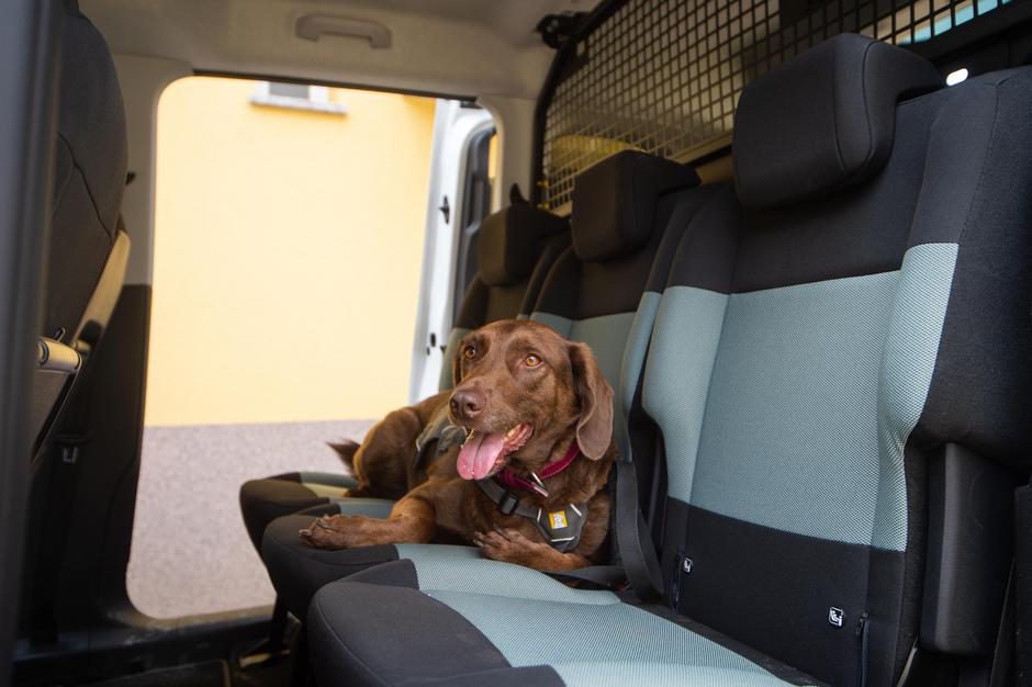 prevoz psa | Avtor: Anže Petkovšek