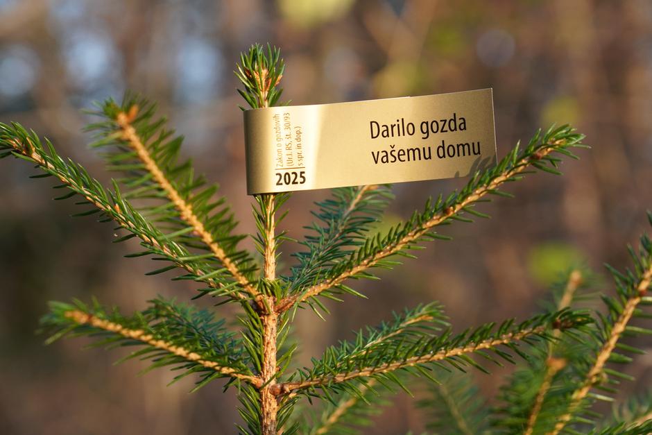 novoletna drevesca | Avtor: Zavod za gozdove Slovenije