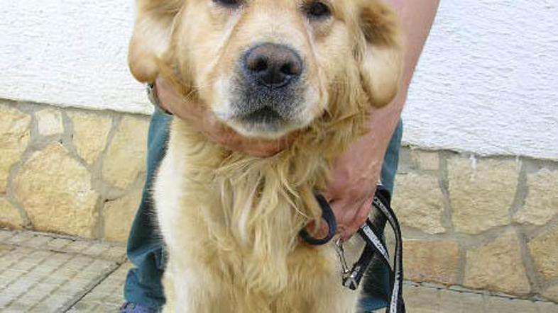 Fotografijo zlatega prinašalca so zlorabili za novo spletno "šalo".