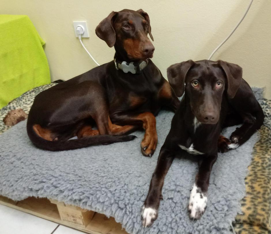 Psički Maje Napret | Avtor: O. A.