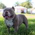 Psi american bully