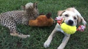 Prijateljstvo med čito in kužkom