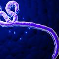 Ebola