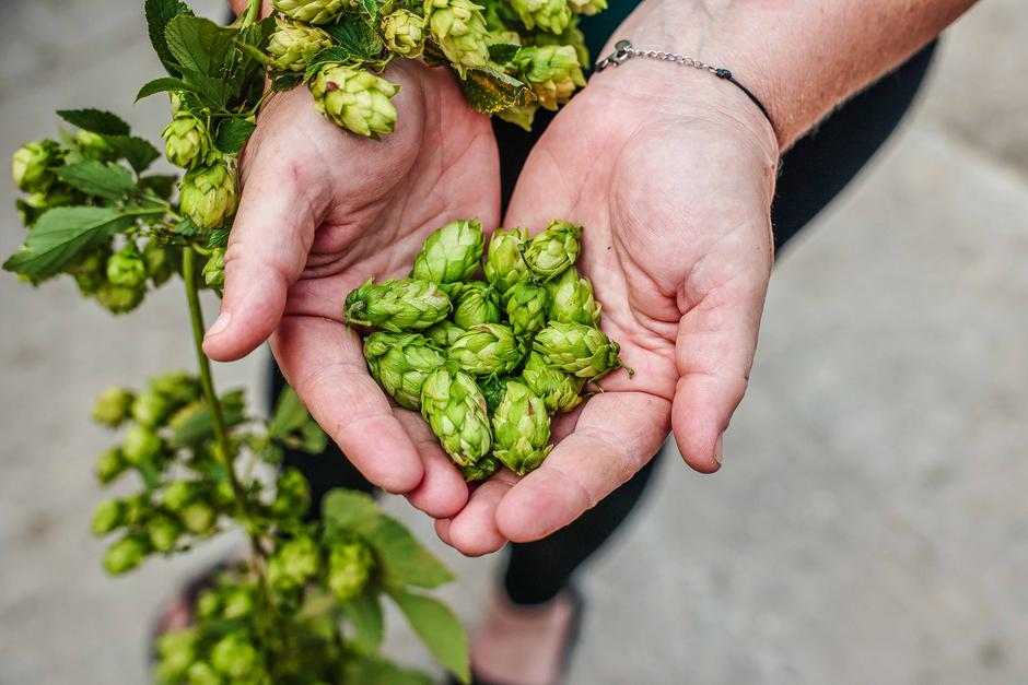 obiranje hmelja | Avtor: Saša Despot