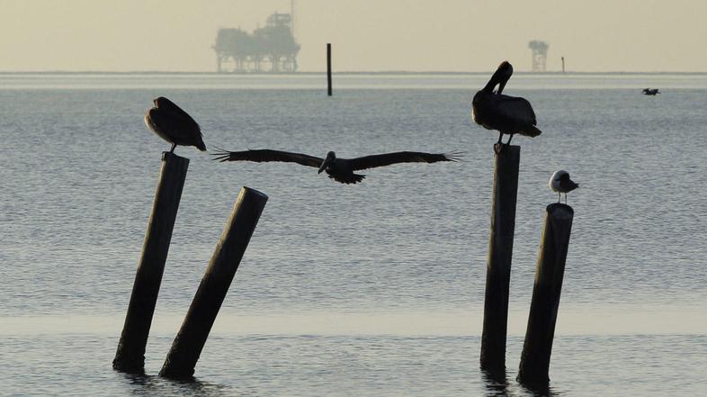 naftni madež, ZDA, pregrada, gradnja