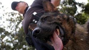 Belgijski policijski ovčar 