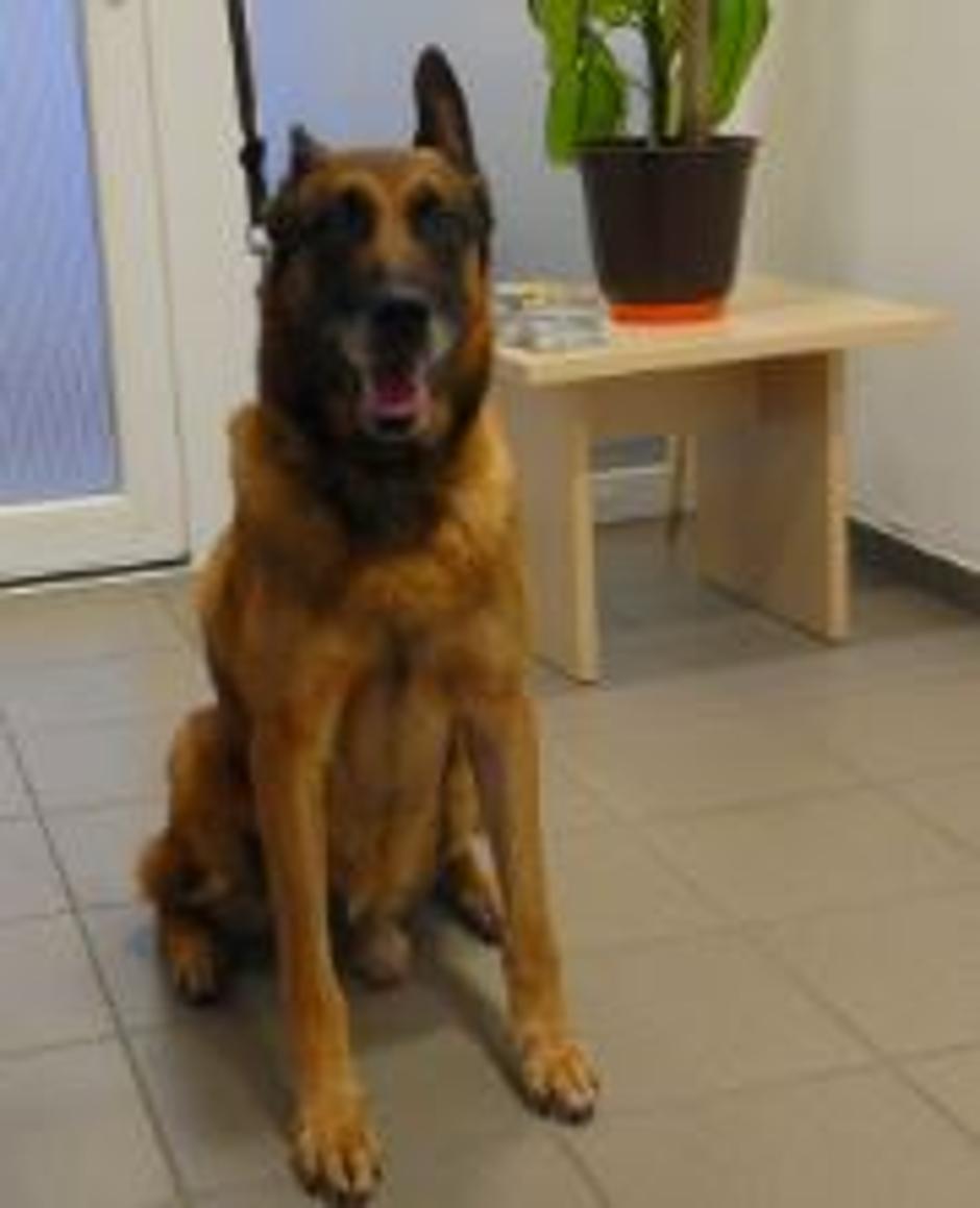 Pes Lux, pasme belgijski ovčar malinois, poležen 17. maja 2007 | Avtor: Policija