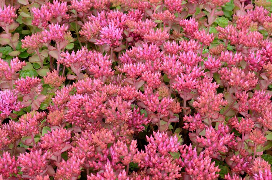 Sedum spirium | Avtor: Profimedia
