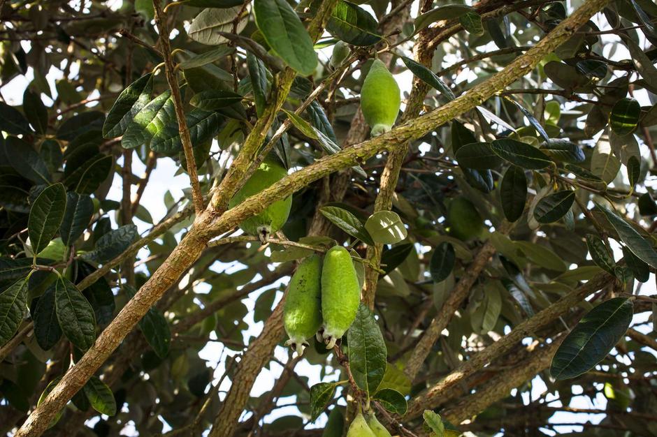 Feijoa | Avtor: Profimedia