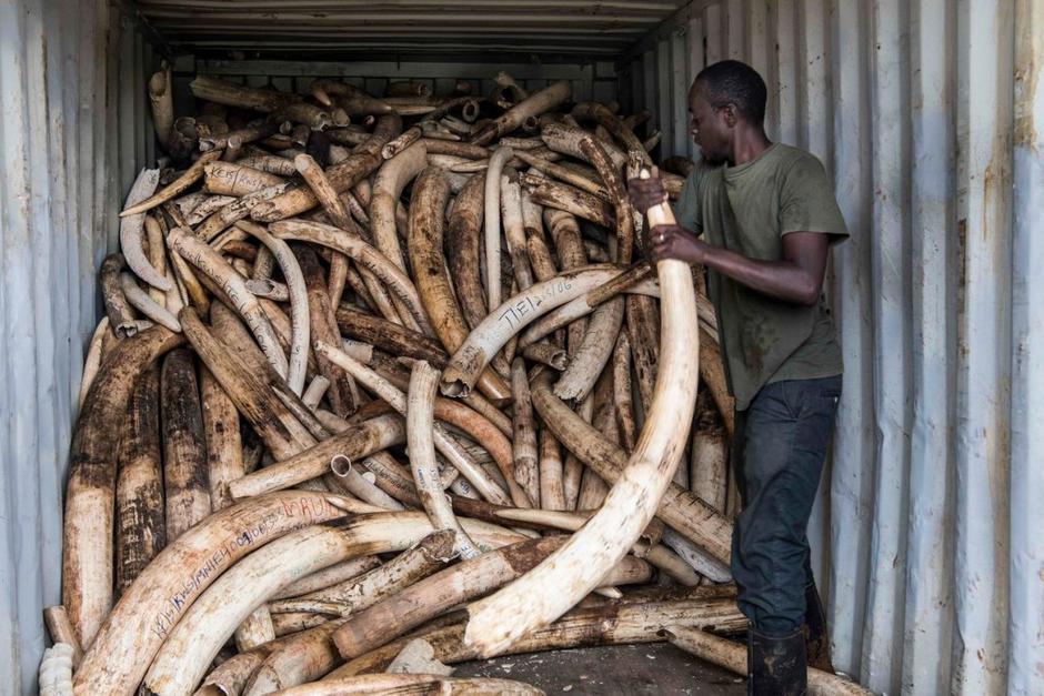 okli slonovina kenija kres | Avtor: Profimedias