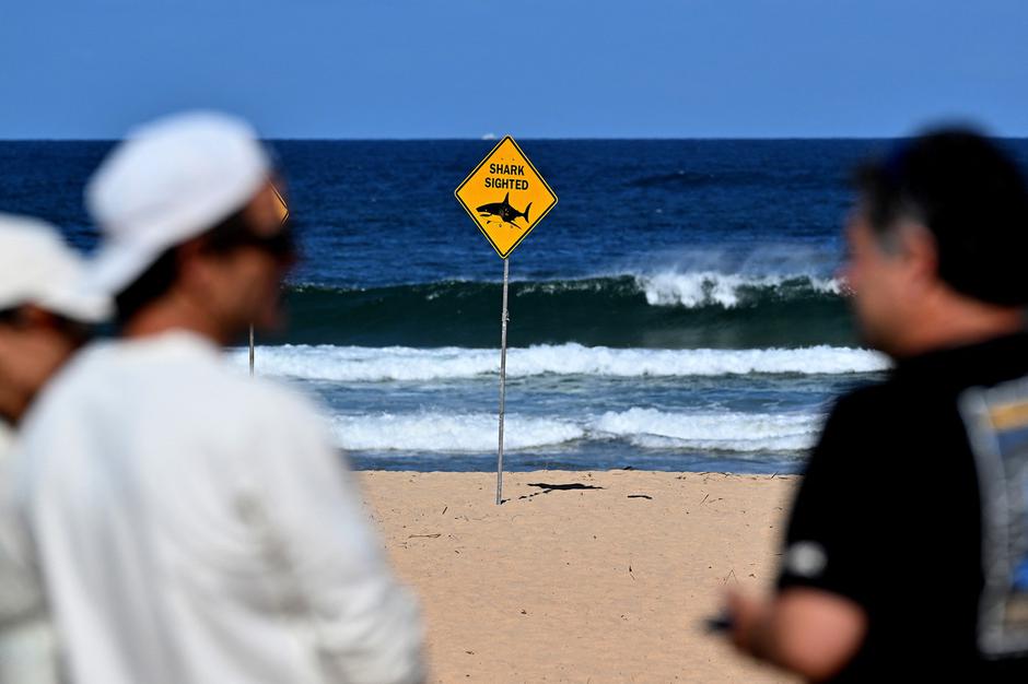 Sydney morski pes | Avtor: Profimedia