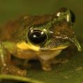 nove vrste, Nova Gvineja, dolgonosa drevesna žaba (Litoria sp. nov.)