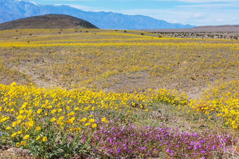 dolina smrti | Avtor: Profimedia