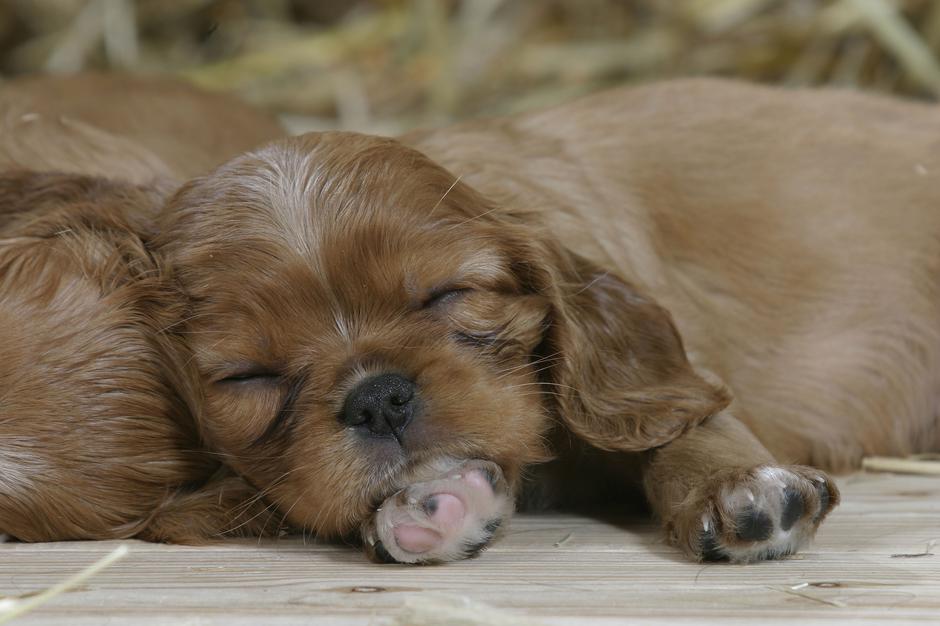 King Charles španje | Avtor: Profimedia