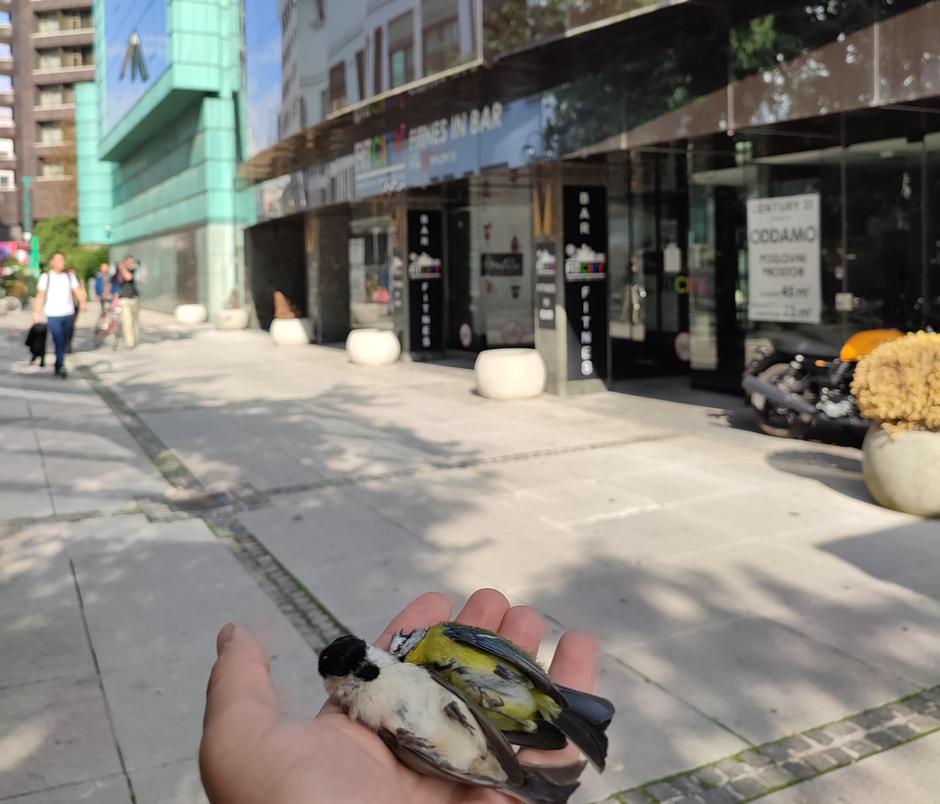 Trki ptic | Avtor: DOPPS