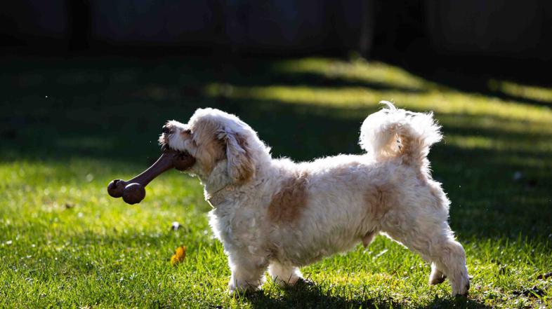 biorazgradljiva žvečljiva igrača za pse