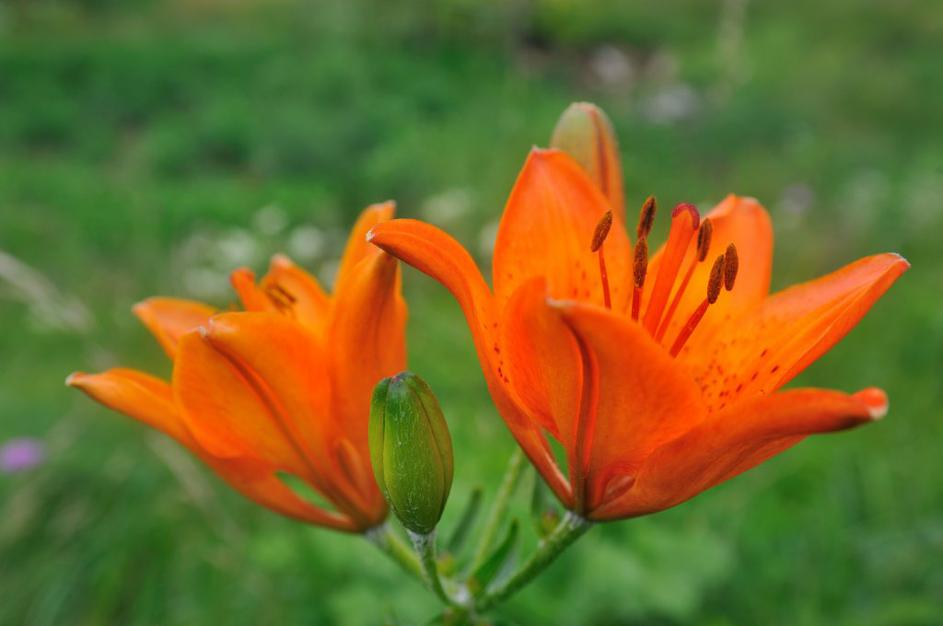 Park Škocjanske jame