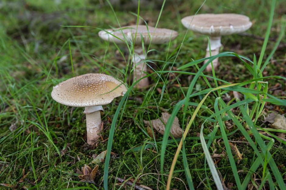 Panterjeva mušnica | Avtor: Profimedia