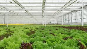 steklenjak solata Panvita