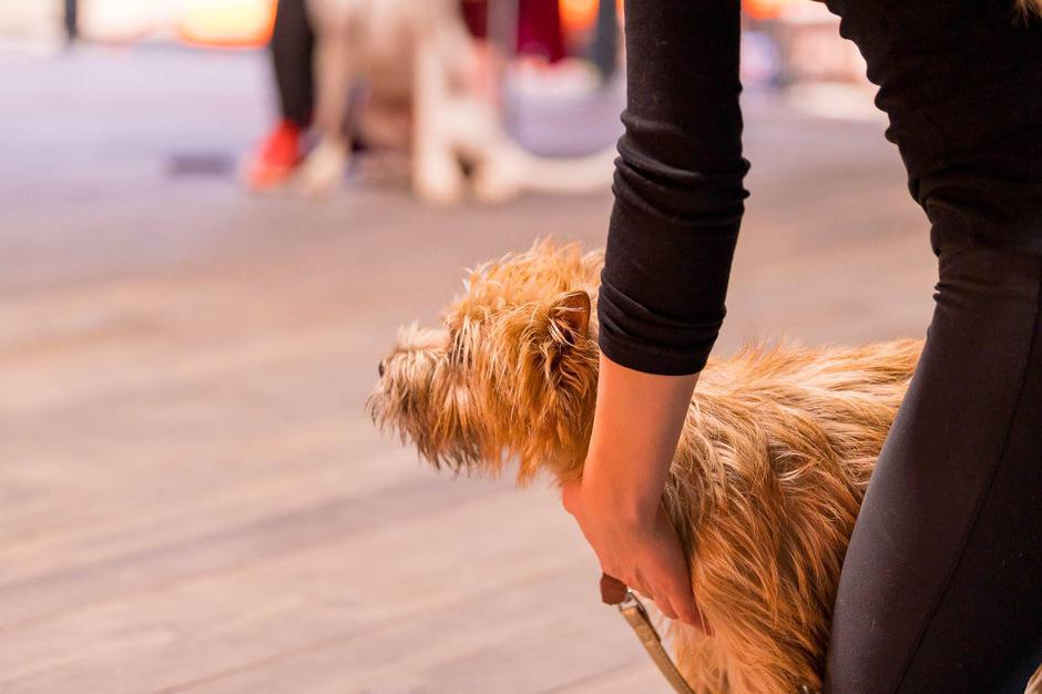 Fizioterapija za živali | Avtor: Hana Loverčič