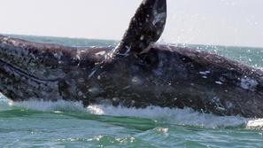 Sivega orjaka so zagledali ob obali Herzliya Marina v Izraelu. Skupine raziskova