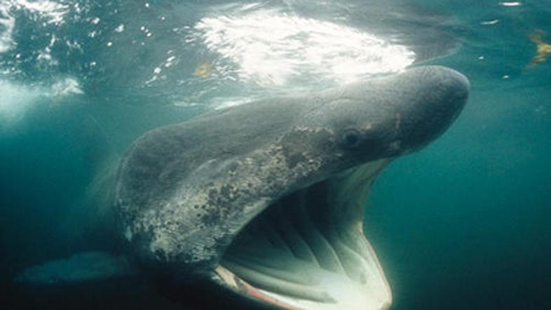 Orjaki se pozimi odpravijo v tropske vode.