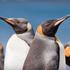 Pingvini, Macquarie Island, Avstralija.