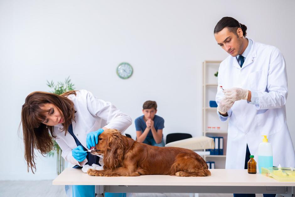 Veterinar | Avtor: Profimedia