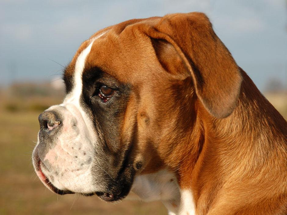 Nemški bokser | Avtor: Žurnal24 main