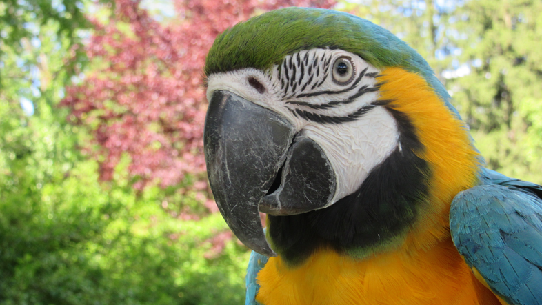 Ara ararauna pikkica