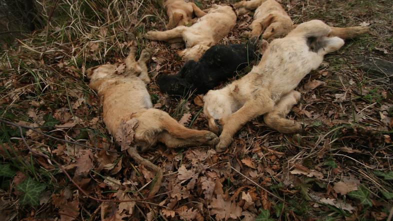 Marca je neznanec na Primorskem ubil šest mladičkov, starih nekaj tednov. (Foto: