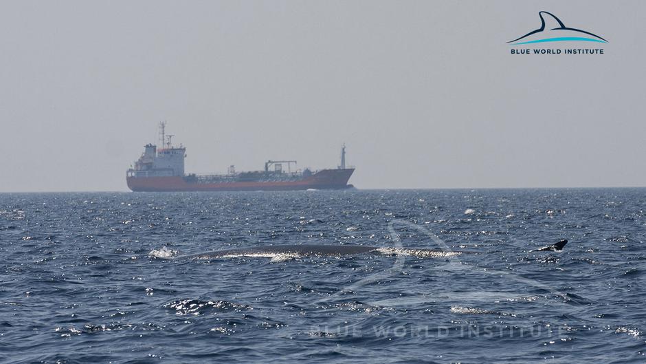 brazdasti kit | Avtor: Plavi svijet