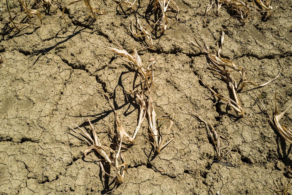 Suša | Avtor: Profimedia