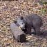 Medvedek Pombi, ZOO, živalski vrt Ljubljana
