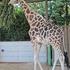 Žirafe