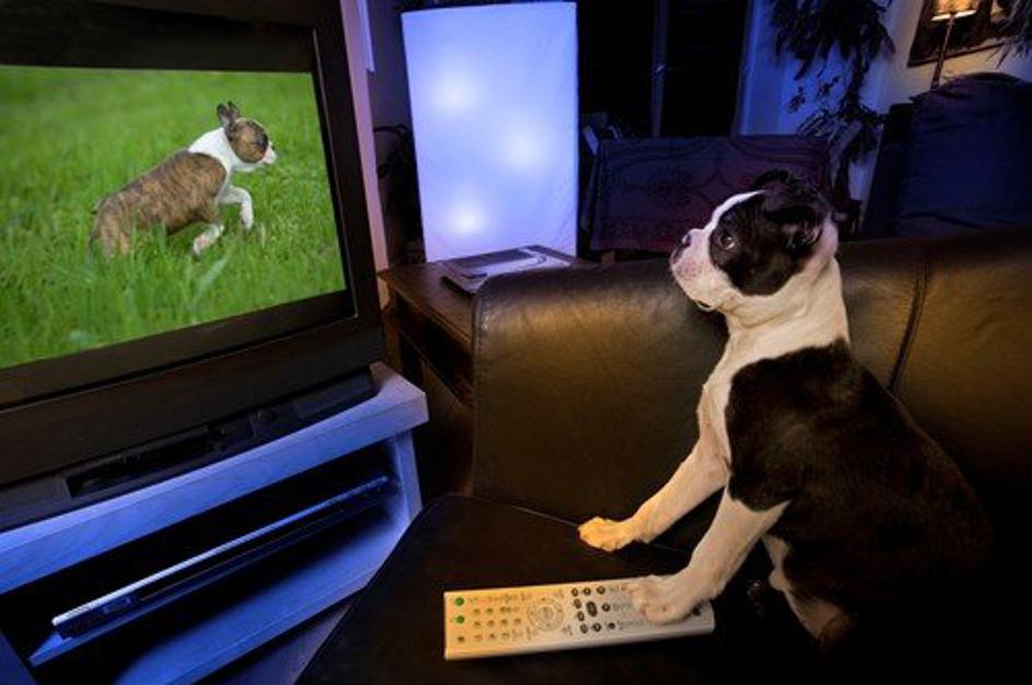 Pes in televizija
