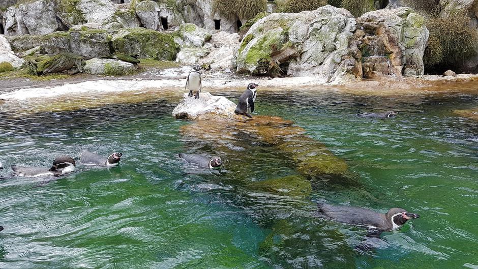 Salzburg ZOO | Avtor: Österreich Werbunr, Peter Meyer