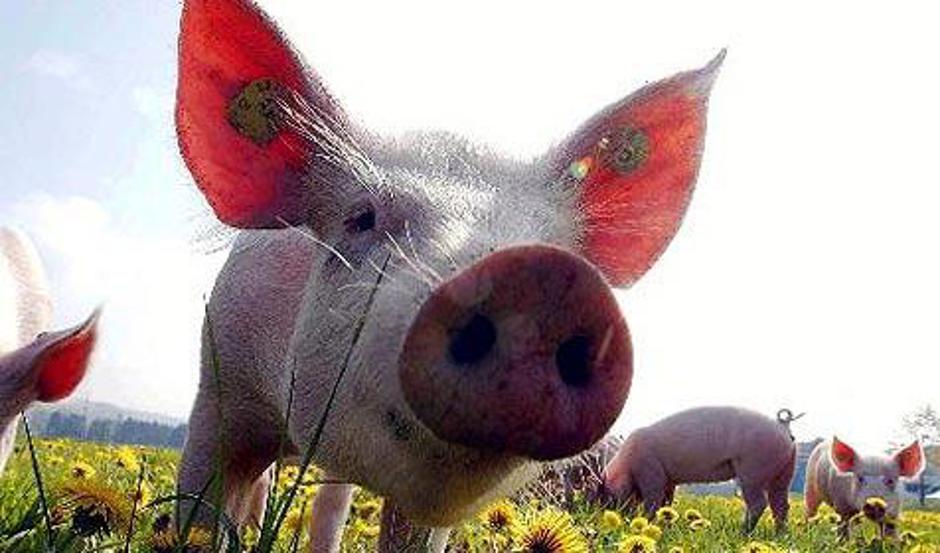 pujs | Avtor: Žurnal24 main