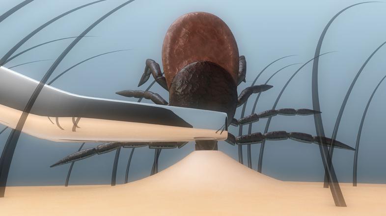 Klopi, okuženi z borelijami, so razširjeni po vsej Sloveniji. (Foto: Shutterstoc