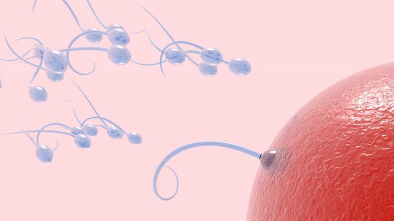 Za plodnost so pomembne tudi življenjske navade. (Foto: Shutterstock)