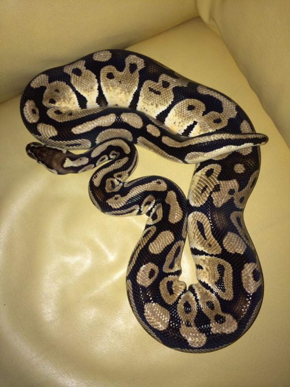 Kraljevski piton | Avtor: Aleš Lubej