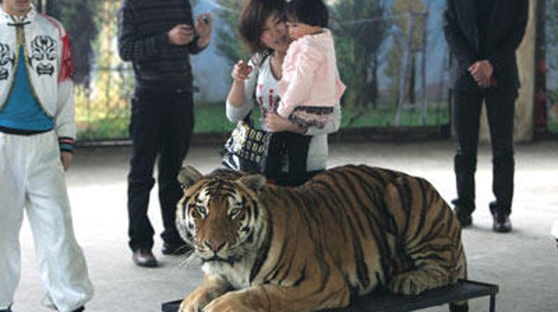 Tigri so razmesarili moškega, ki je pomotoma vstopil v njihovo ogrado.