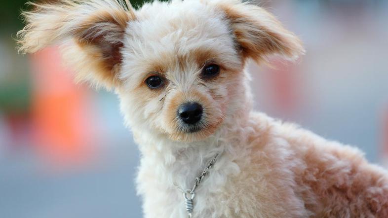 Alfakan za vsakega psa naredi individualni načrt vzgoje oziroma prevzgoje. (Foto